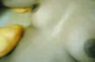 填充暨粉红色的猫